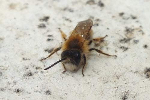 Réf. 137 899 : Andrena sp.