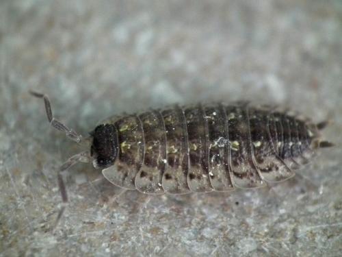 Réf. 137 212 : Porcellio spinicornis