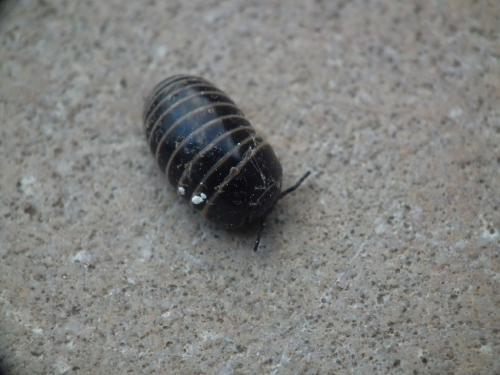 Glomeris marginata
