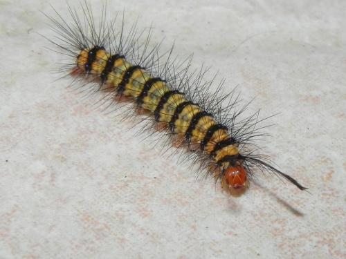 Nyctemera baulus