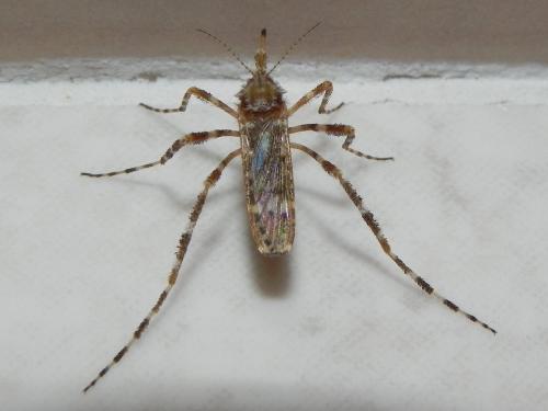 Ochlerotatus alternans