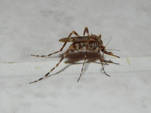 Ochlerotatus alternans