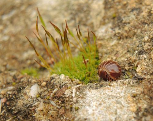 Réf. 137 283 : Glomeris marginata