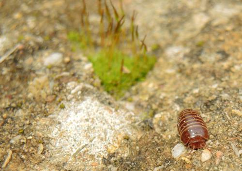 Glomeris marginata