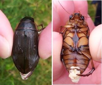 Dytiscus marginalis