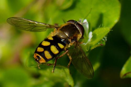 Eupeodes luniger