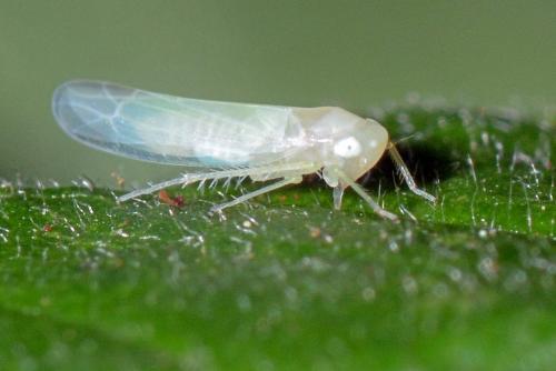 Edwardsiana sp.