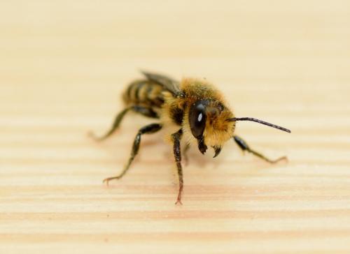 Réf. 137 765 : Megachile sp.