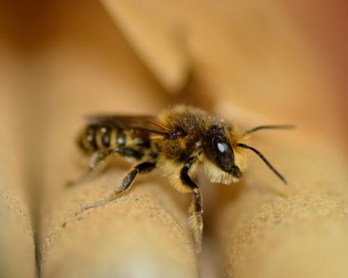Réf. 137 768 : Megachile sp.