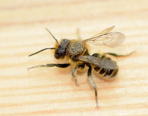 Réf. 137 766 : Megachile sp.