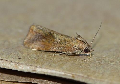 Endothenia ericetana