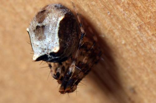 Ero tuberculata