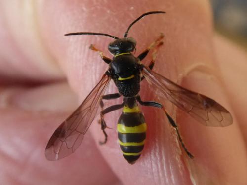 Réf. 137 440 : Gorytes sp.