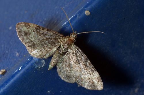 Réf. 137 646 : Pasiphila rectangulata