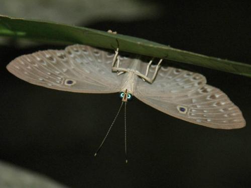 Eurybia molochina