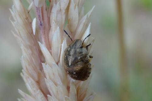 Eurygaster testudinaria