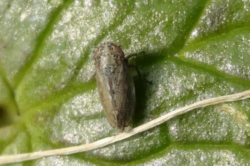 Réf. 137 021 : Euscelis incisus