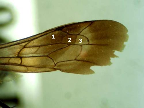 Evagetes pectinipes trispinosus