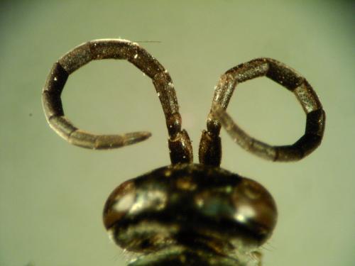 Réf. 137 428 : Evagetes pectinipes trispinosus