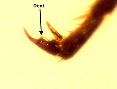 Réf. 137 419 : Evagetes pectinipes trispinosus