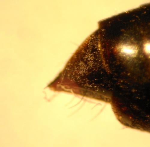 Réf. 137 420 : Evagetes pectinipes trispinosus