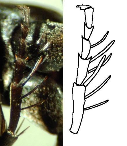 Réf. 137 425 : Evagetes pectinipes trispinosus