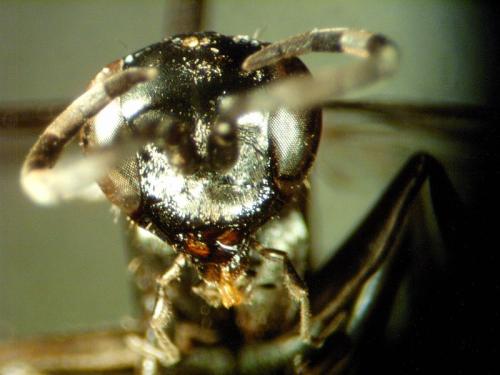 Réf. 137 429 : Evagetes pectinipes trispinosus