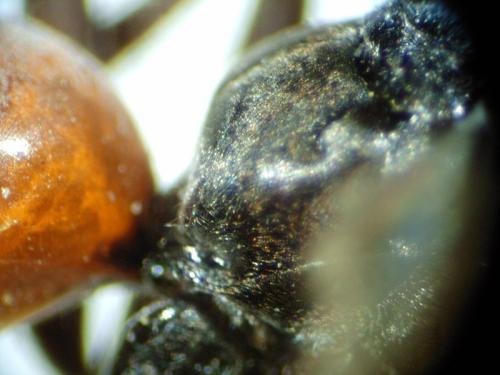 Réf. 137 426 : Evagetes pectinipes trispinosus