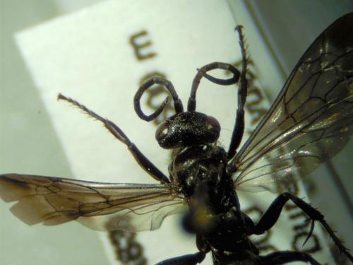 Réf. 137 424 : Evagetes pectinipes trispinosus