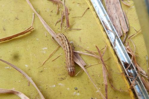 Réf. 137 033 : Mythimna sp.