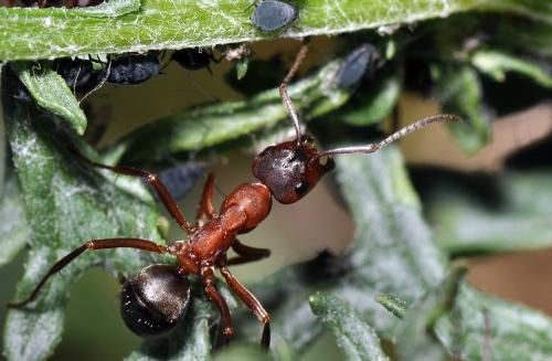 Réf. 137 448 : Formica sanguinea