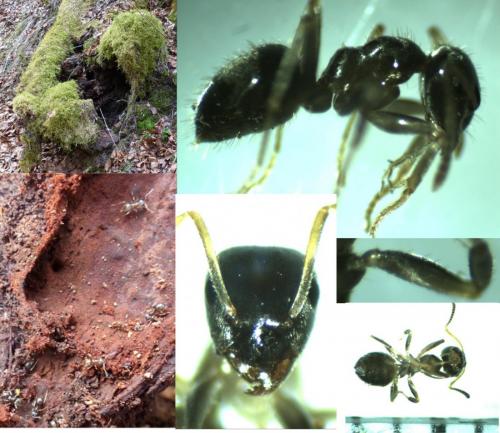 Réf. 137 202 : Lasius platythorax