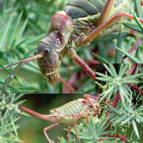 Ephippiger diurnus diurnus