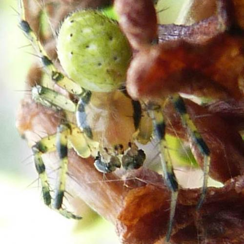 Araniella sp.