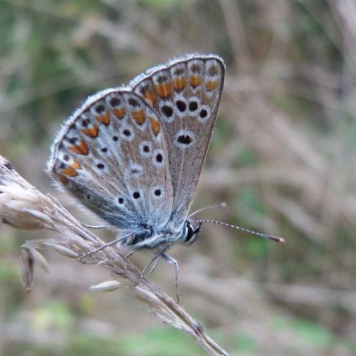 Aricia agestis