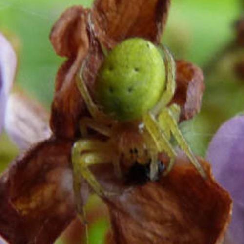 Araniella sp.