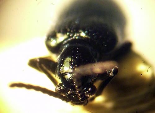 Oulema sp.