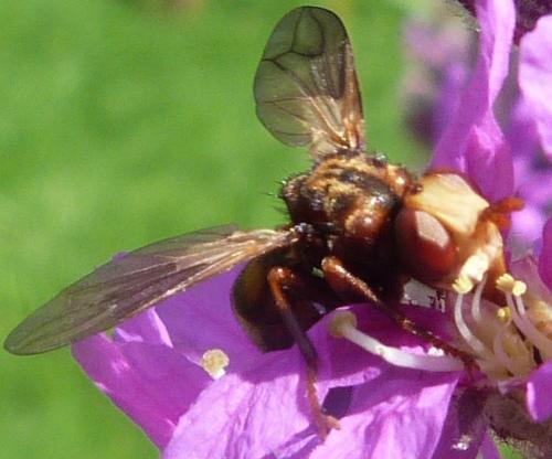 Réf. 137 257 : Sicus sp.