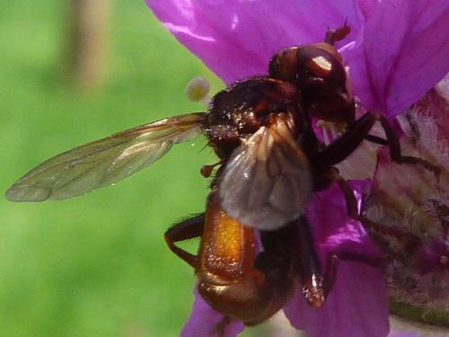 Réf. 137 256 : Sicus sp.