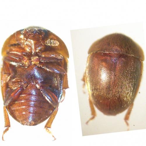 Cychramus luteus
