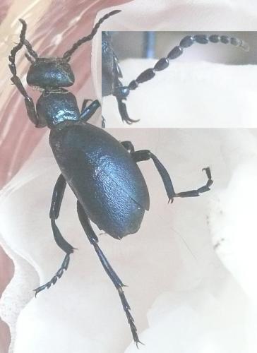 Meloe violaceus