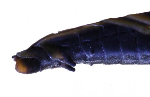 Gerris odontogaster