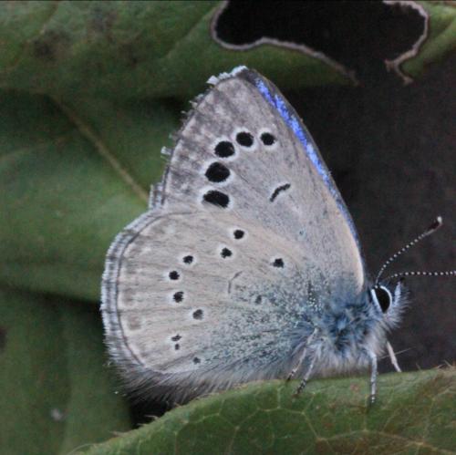 Réf. 137 465 : Glaucopsyche melanops