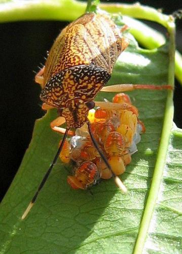 Antiteuchus sepulcralis