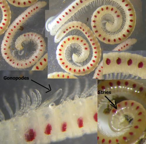 Blaniulus guttulatus