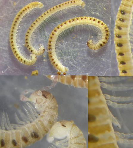 Choneiulus palmatus