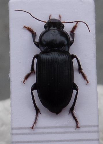 Réf. 137 675 : Harpalus sp.
