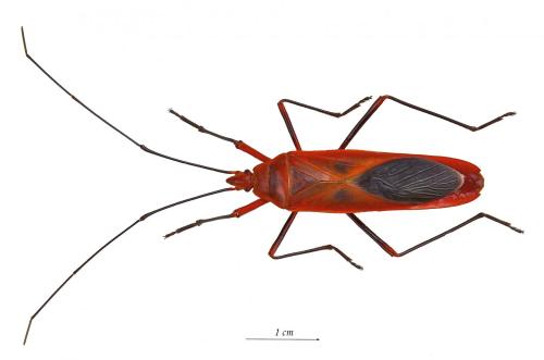 Réf. 137 731 : Macroceroea grandis