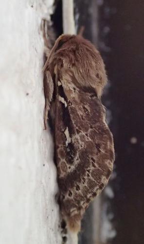 Wiseana sp.