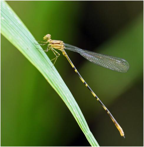 Heteragrion aurantiacum